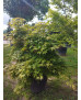 ACER PALMATUM OSAKAZUKI 102