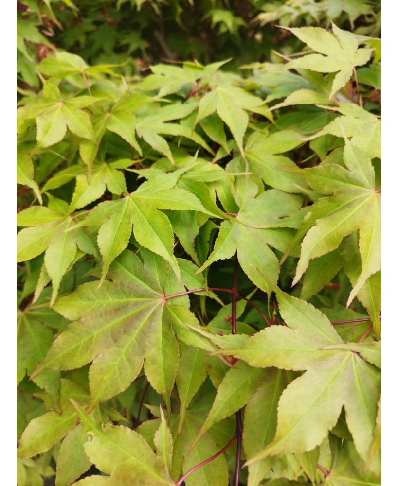 ACER PALMATUM OSAKAZUKI 102