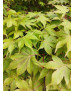 ACER PALMATUM OSAKAZUKI 102