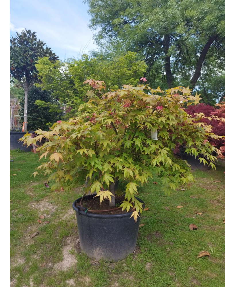 ACER PALMATUM OSAKAZUKI TARRINA 103