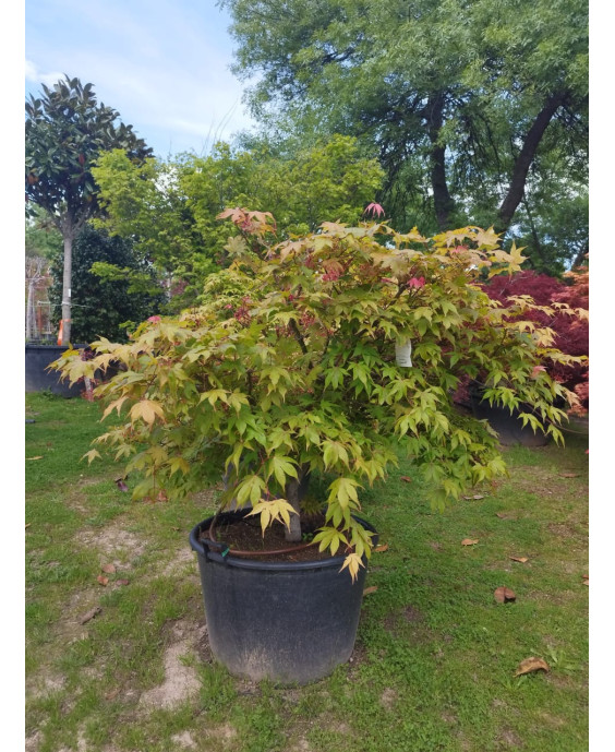 ACER PALMATUM OSAKAZUKI TARRINA 103