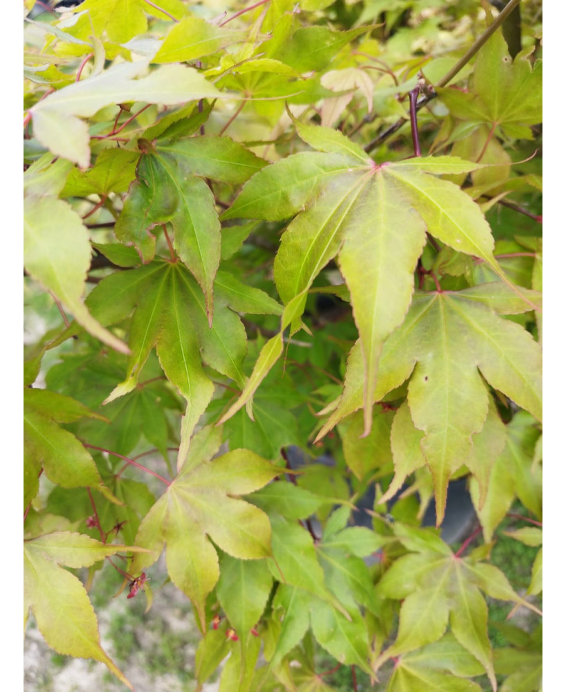 ACER PALMATUM OSAKAZUKI TARRINA 103