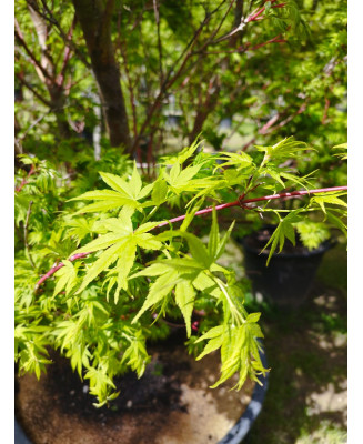ACER PALMATUM SANGOKAKU 105