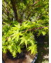 ACER PALMATUM SANGOKAKU 105