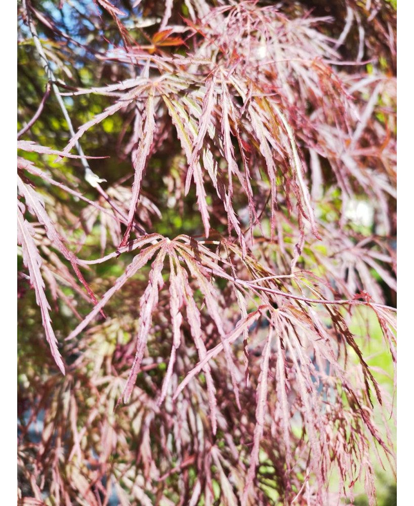ACER PALMATUM DISS. COPA INABA SHIDARE 106