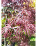 ACER PALMATUM DISS. INABA SHIDARE EJEMPLAR 108