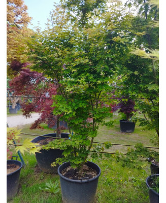 ACER PALMATUM LIME LIGHT 110
