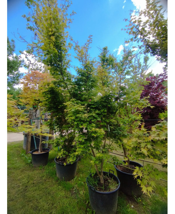ACER PALMATUM LIME LIGHT 111