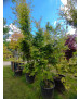 ACER PALMATUM LIME LIGHT 111