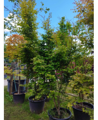 ACER PALMATUM LIME LIGHT 111
