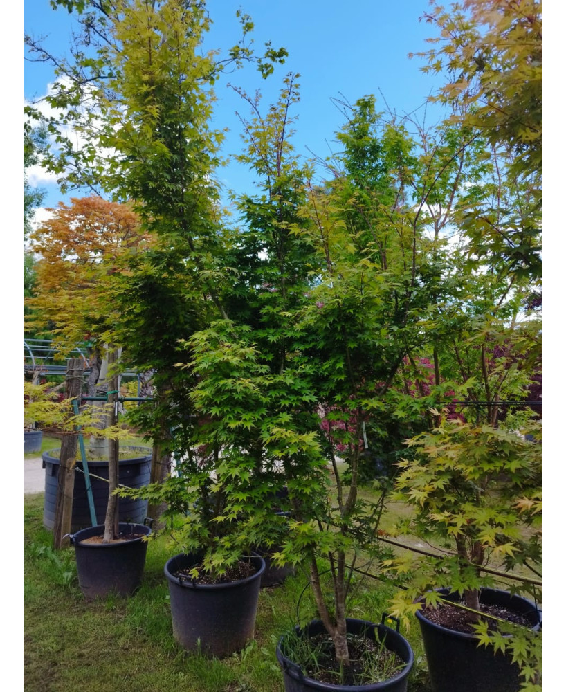 ACER PALMATUM LIME LIGHT 111