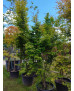 ACER PALMATUM LIME LIGHT 111