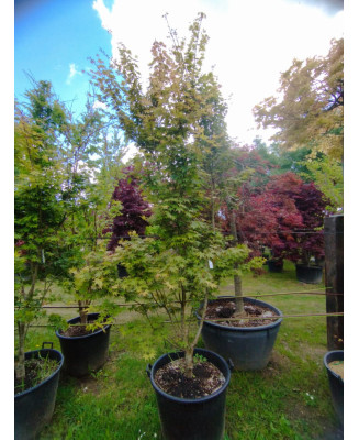 ACER PALMATUM LIME LIGHT 112