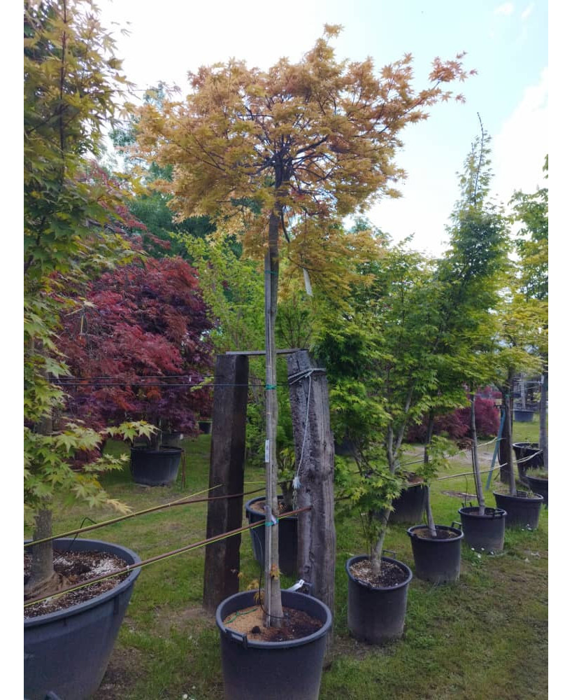 ACER PALMATUM DESHOJO 113
