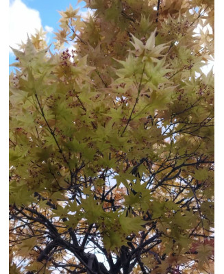 ACER PALMATUM DESHOJO 113