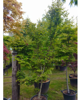 ACER PALMATUM LIME LIGHT 114