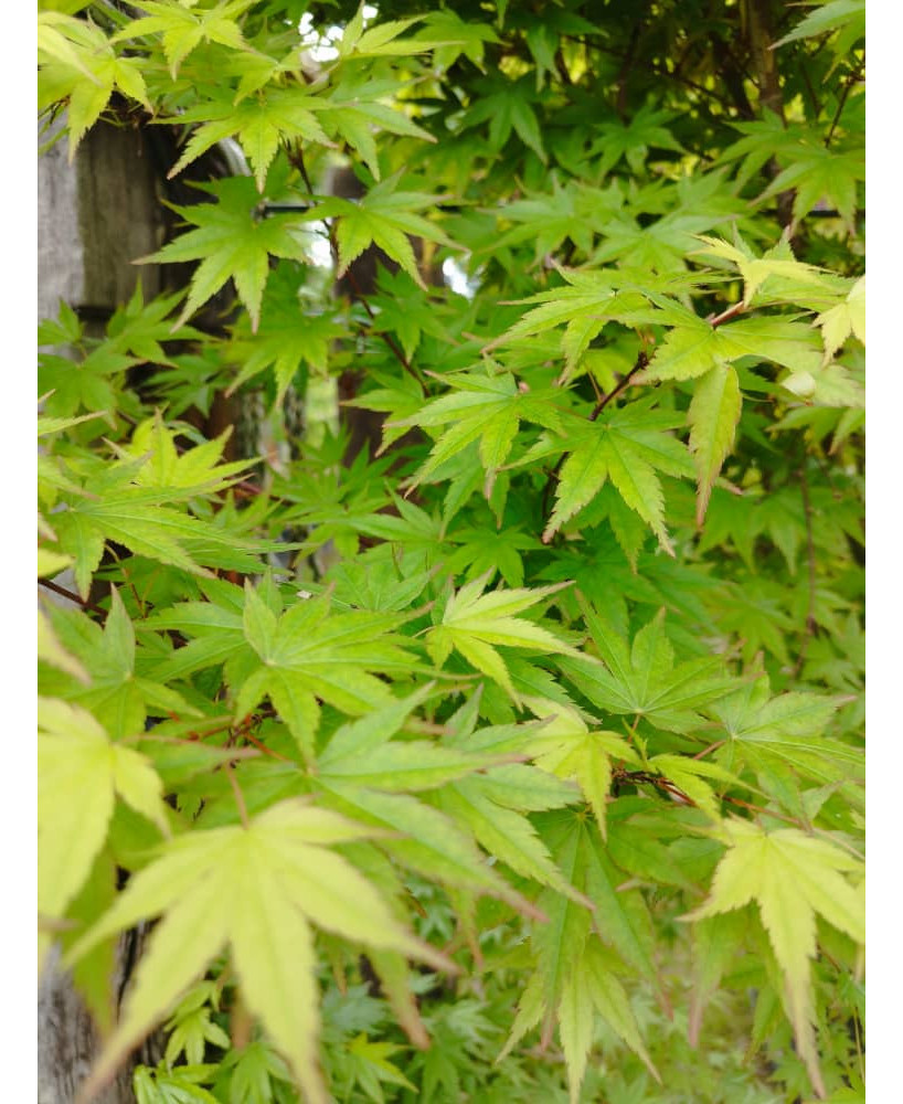 ACER PALMATUM LIME LIGHT 114