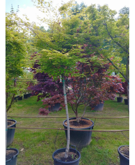 ACER PALMATUM VERDE COPA ALTO 116