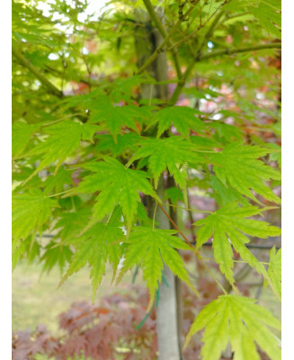 ACER PALMATUM VERDE COPA ALTO 116