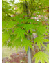 ACER PALMATUM VERDE COPA ALTO 116