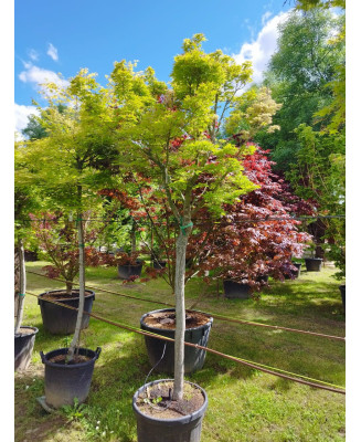 ACER PALMATUM VERDE COPA ALTO 117