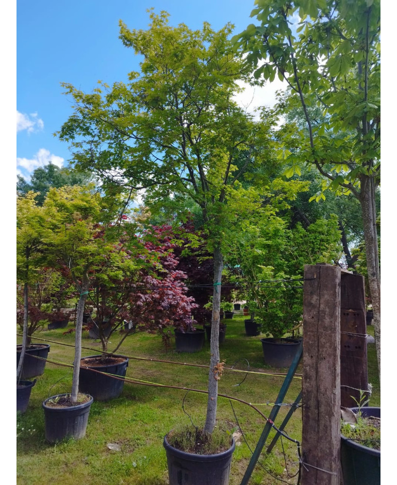 ACER PALMATUM VERDE COPA ALTO 118