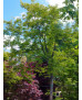 ACER PALMATUM VERDE COPA ALTO 118