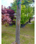 ACER PALMATUM VERDE COPA ALTO 118