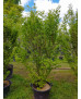 ACER PALMATUM SILHOUETTE 121