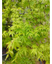 ACER PALMATUM SILHOUETTE 121