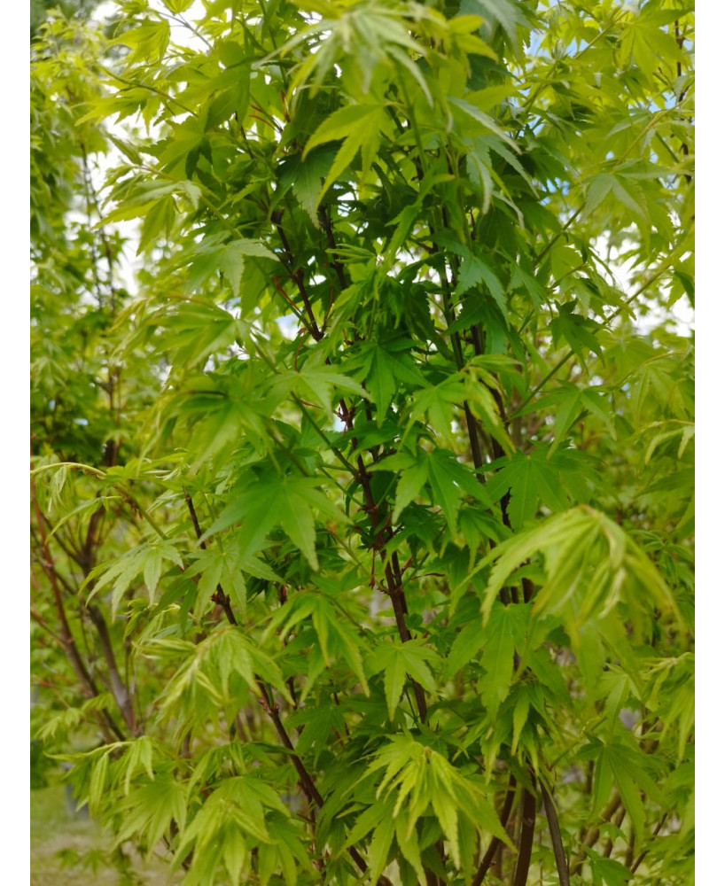 ACER PALMATUM SILHOUETTE 122