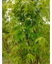 ACER PALMATUM SILHOUETTE 122