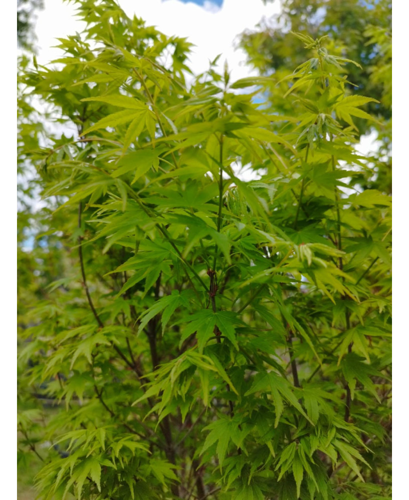 ACER PALMATUM SILHOUETTE 123