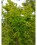 ACER PALMATUM SILHOUETTE 123