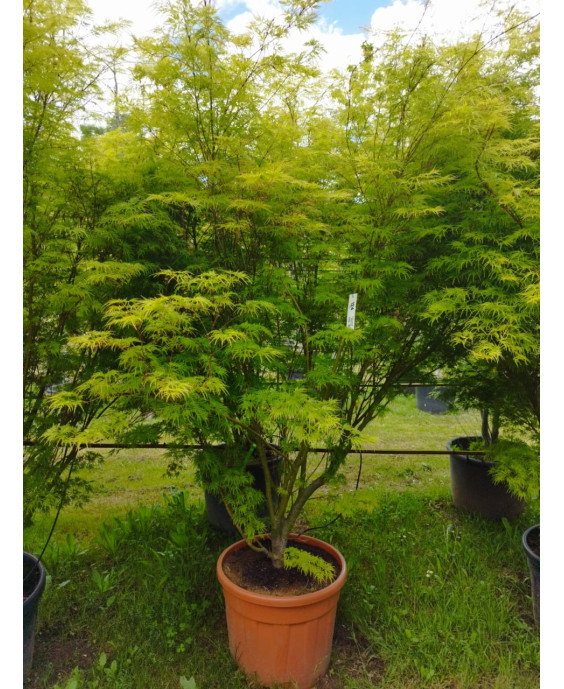 ACER PALMATUM SEIRYU 124