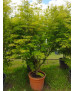ACER PALMATUM SEIRYU 124