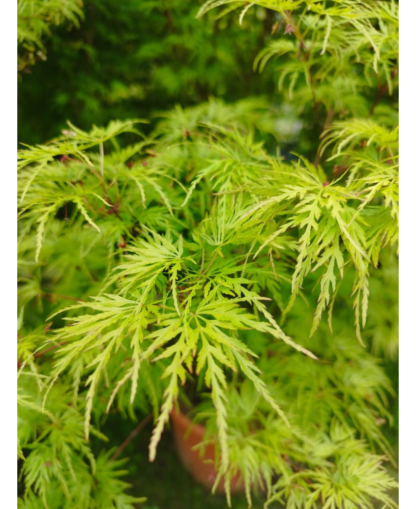 ACER PALMATUM SEIRYU 124