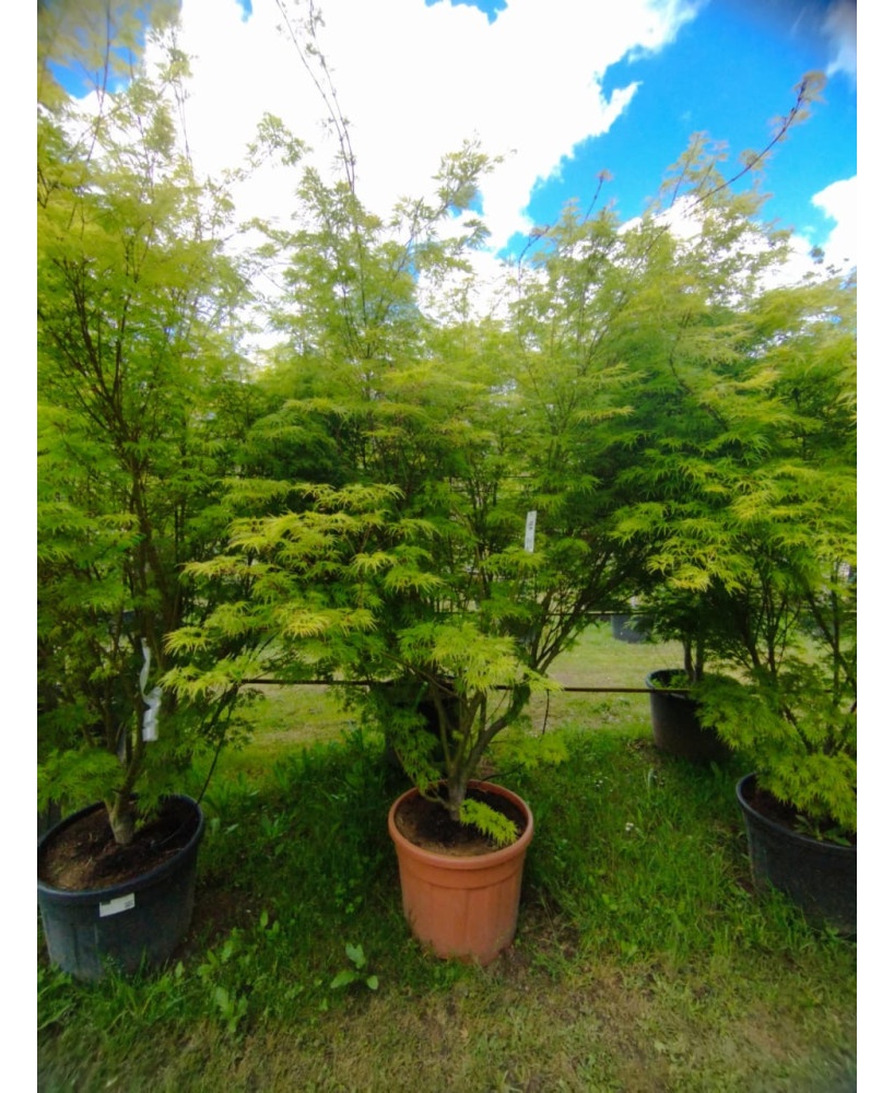 ACER PALMATUM SEIRYU 124