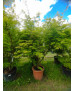 ACER PALMATUM SEIRYU 124