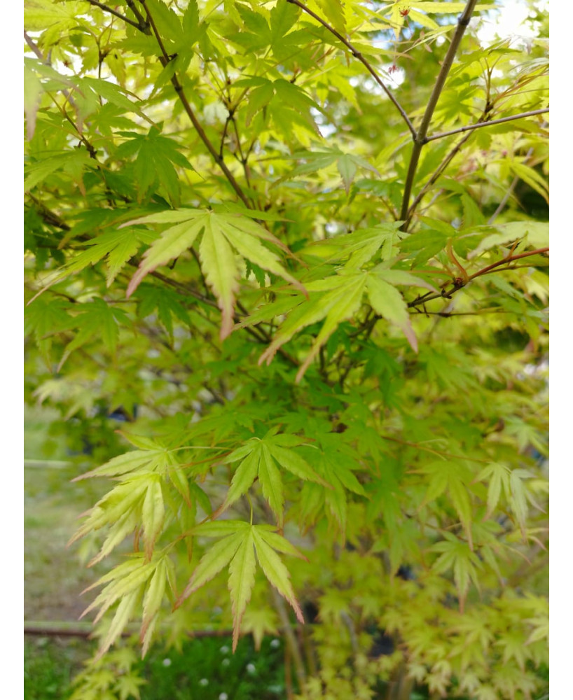 ACER PALMATUM VERDE 127