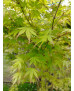ACER PALMATUM VERDE 127