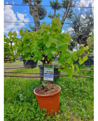 VITIS PARRA CEPA