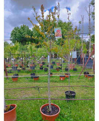 GRANADO MOLLAR DE ELCHE