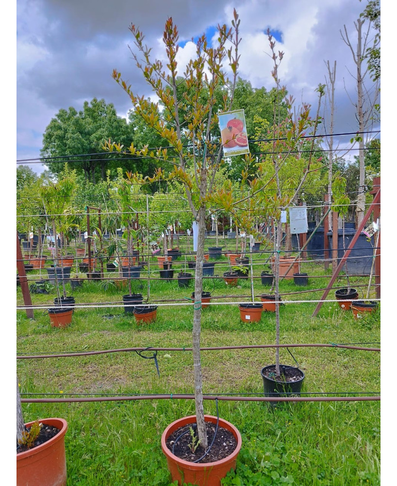 GRANADO MOLLAR DE ELCHE