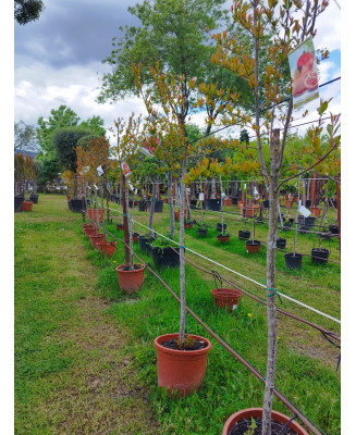 GRANADO MOLLAR DE ELCHE