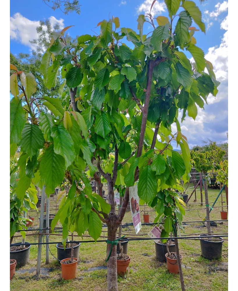 CEREZO PICOTA 12/14