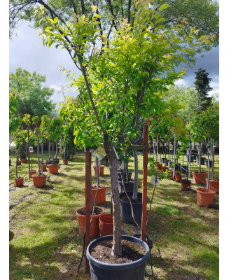 CIRUELO GOLDEN JAPAN 18/20