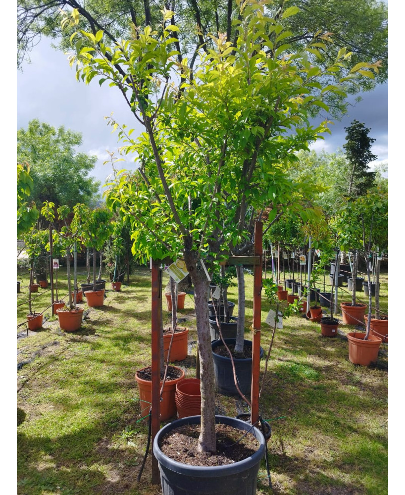 CIRUELO GOLDEN JAPAN 18/20