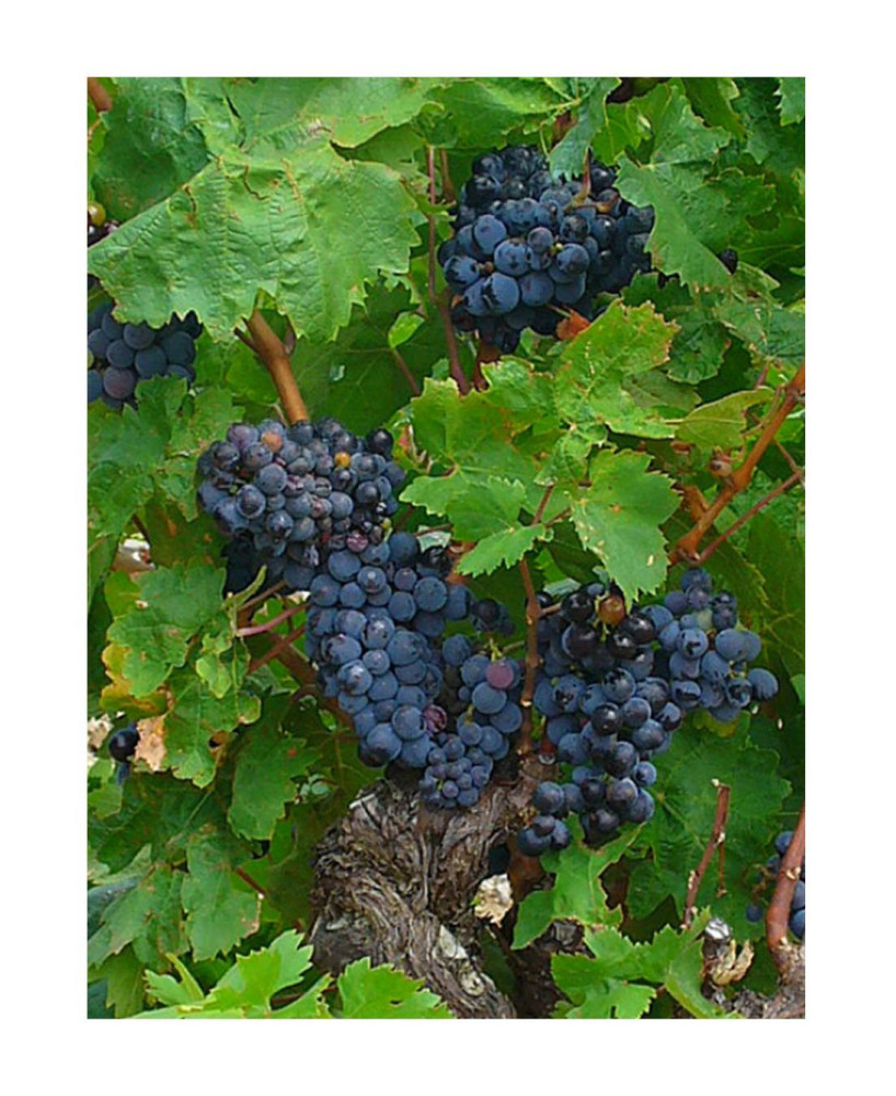 VITIS PARRA CEPA