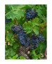 VITIS PARRA CEPA